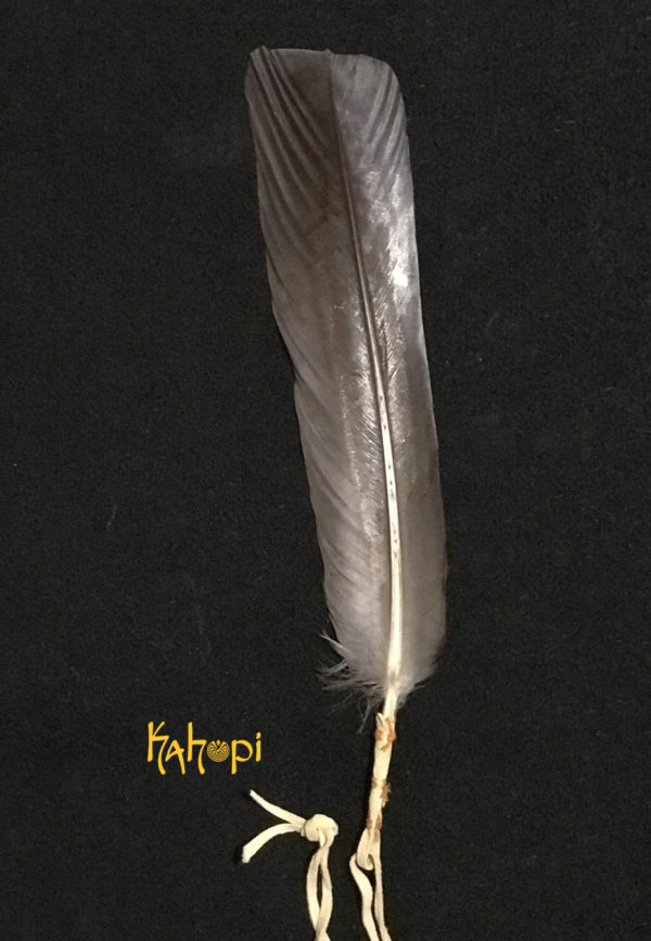 Plume de purification en dindon sauvage#chamanique#chamane#SuisseRomande#Spiritualité#Rituels